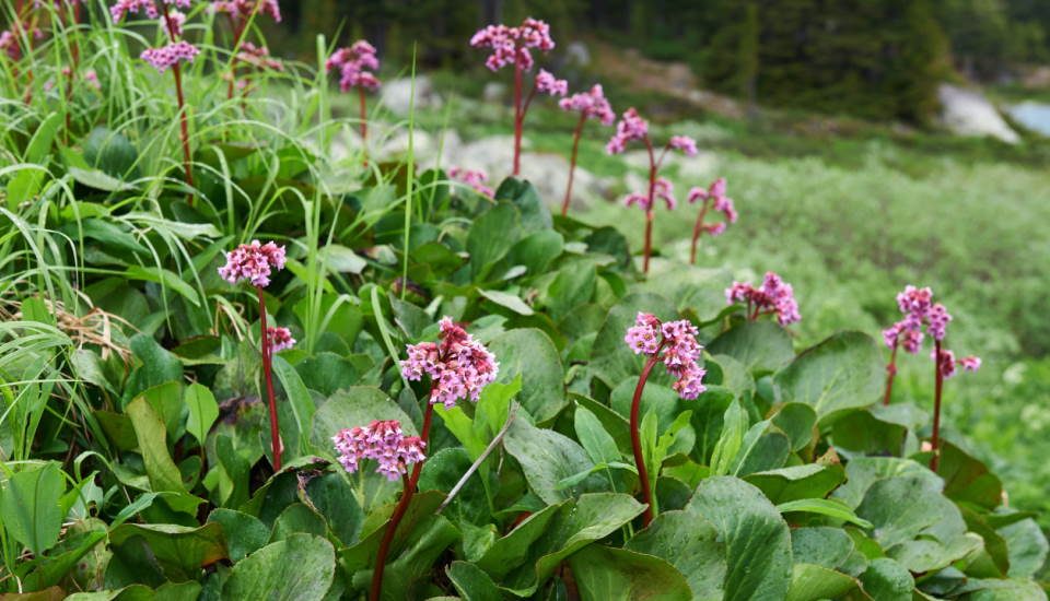 Bergenia cordifolia (saxifraga) (Berberis)