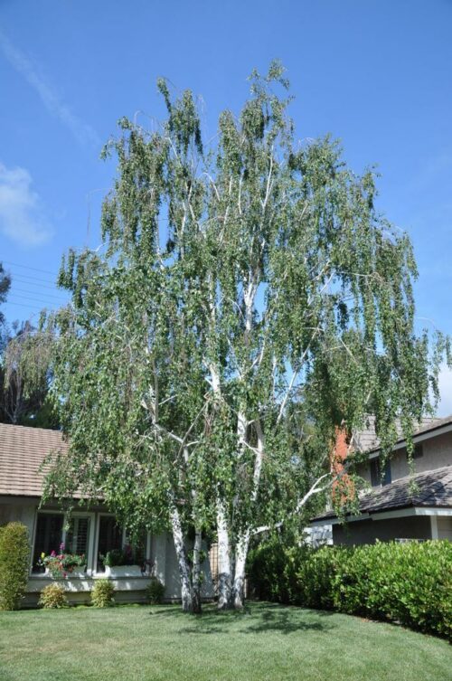 Betula alba - pendula (Betulla)