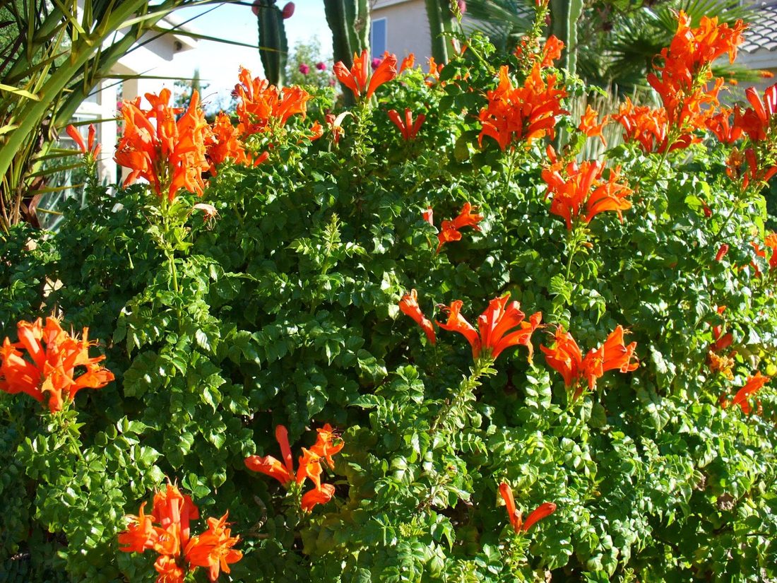 Bignonia capensis