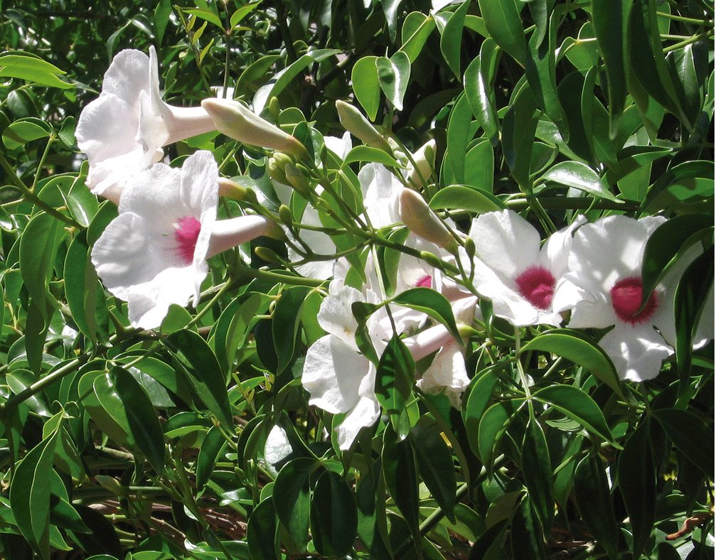 Bignonia jasminoides