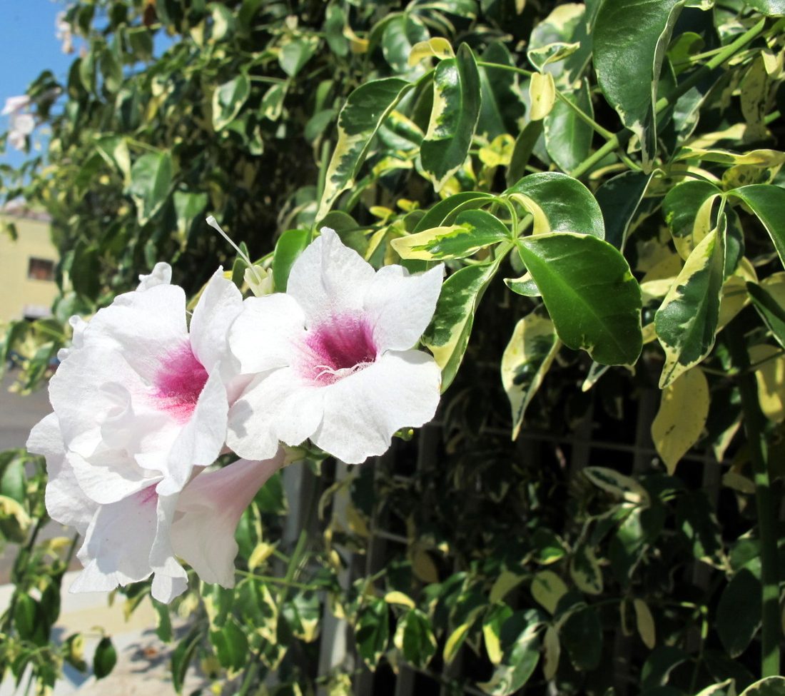 Bignonia jasminoides variegata