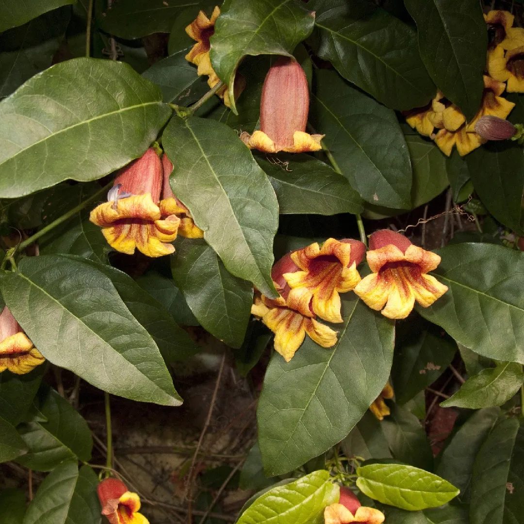 Bignonia pseudocalimma