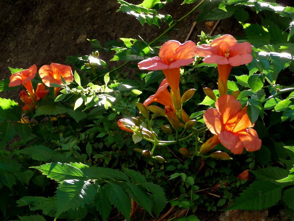 Bignonia radicans
