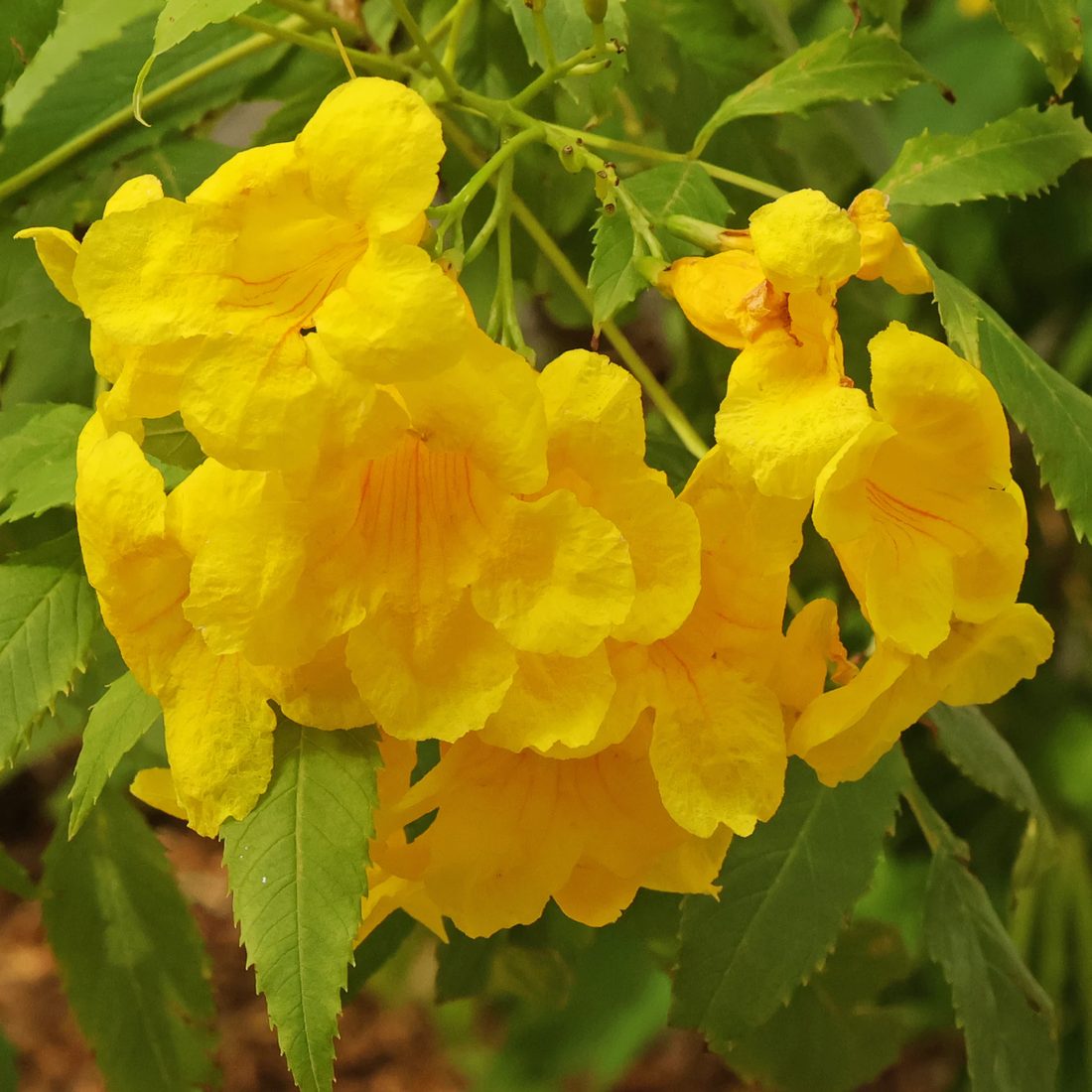 Bignonia tecoma stans
