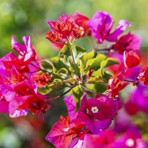 Bouganvillea californiana (Buganville)
