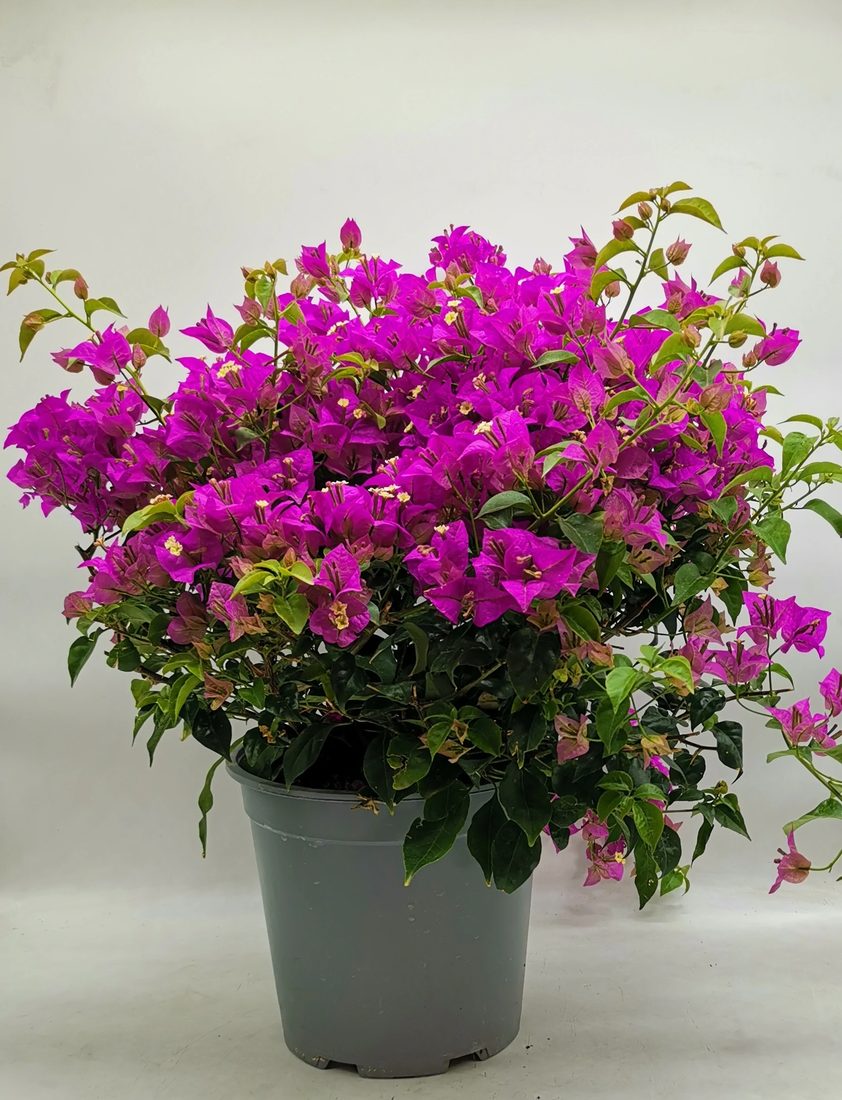 Bouganvillea cespuglio (Buganville)