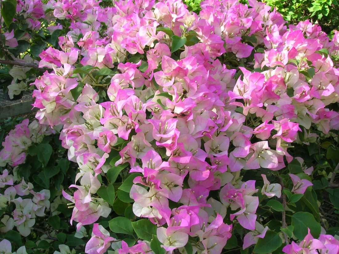 Bouganvillea rosa+colori (Buganville)