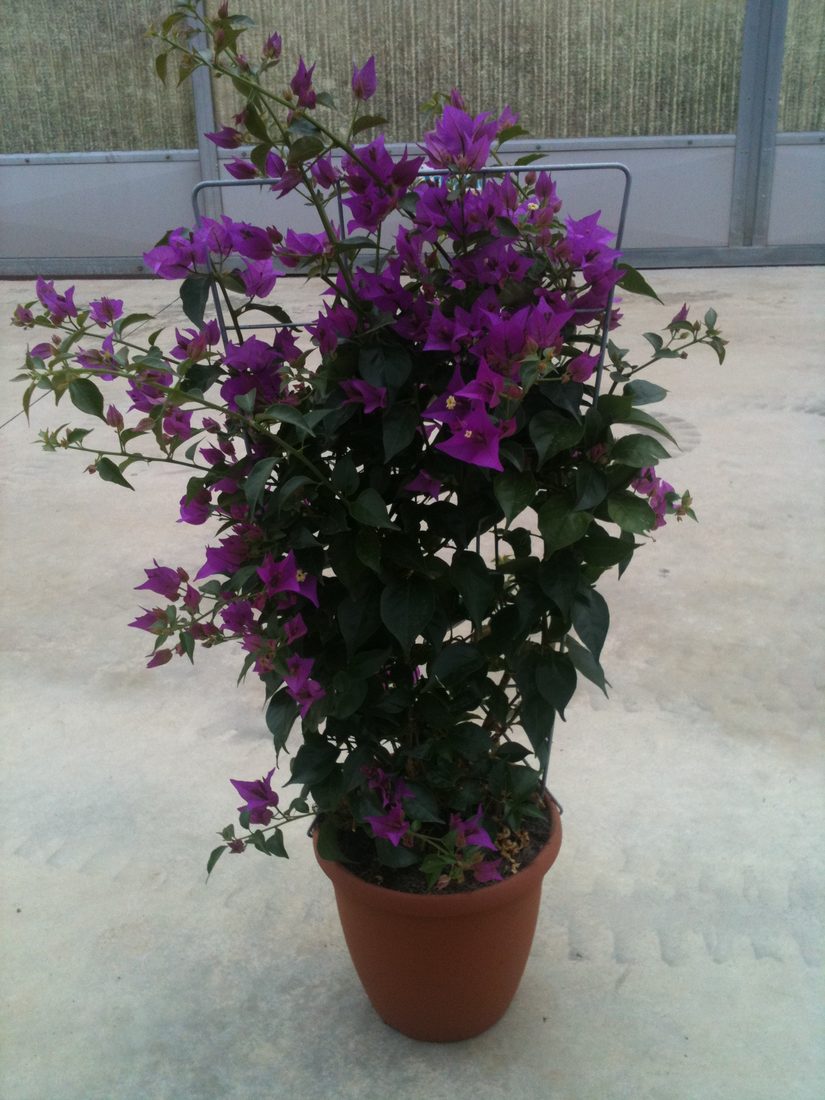 Bouganvillea sanderiana (Buganville)