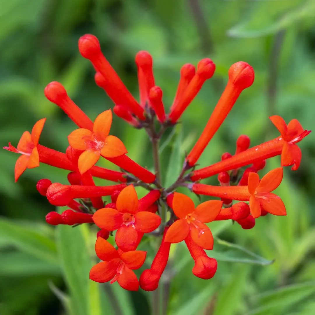 Bouvardia ternifolia