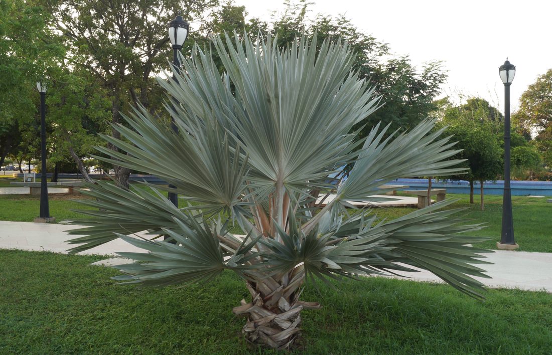 Brahea armata (Bouvardia)