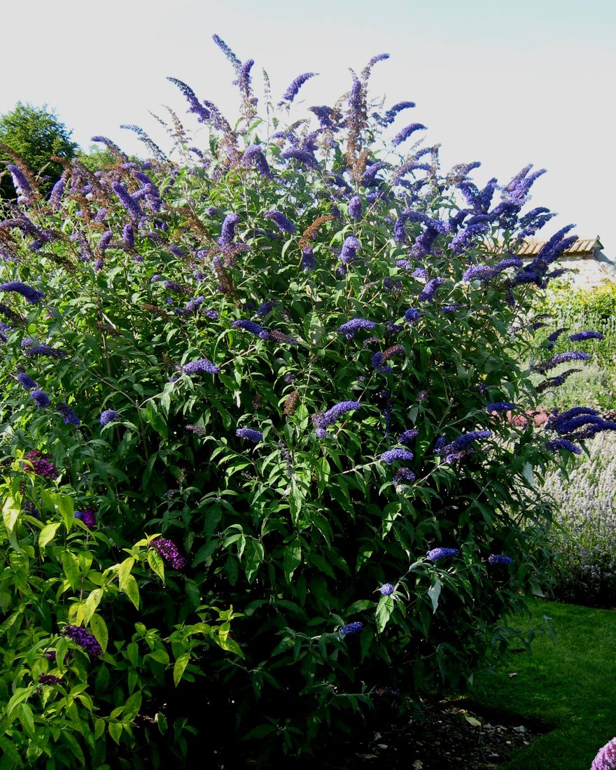 Buddleja davidii (Bouvardia)
