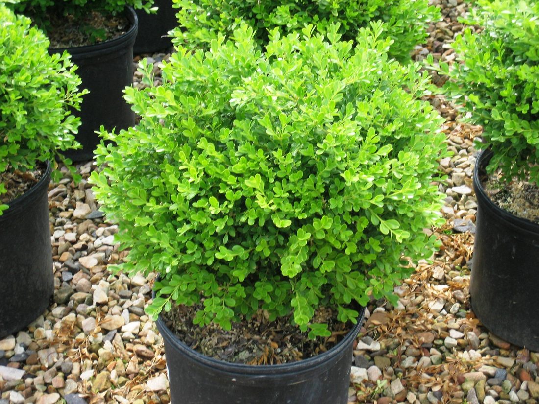Buxus pumila nano (Bosso)