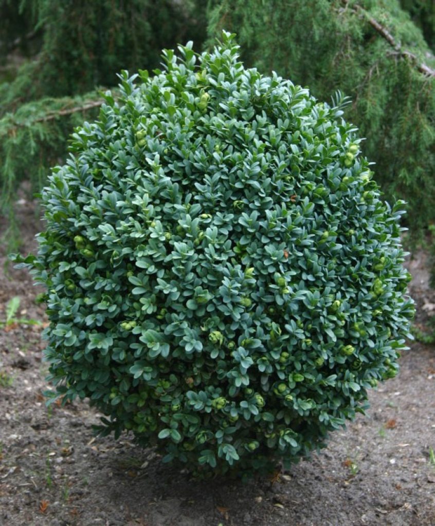 Buxus sempervirens (Bosso)