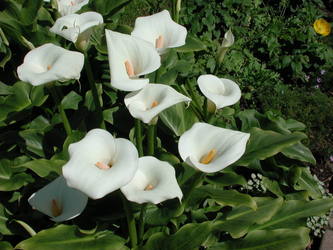 Calla etiopica