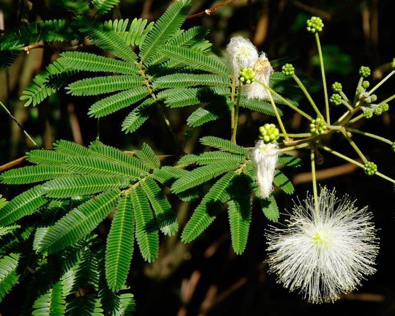 Calliandra portoricensis (Inga)