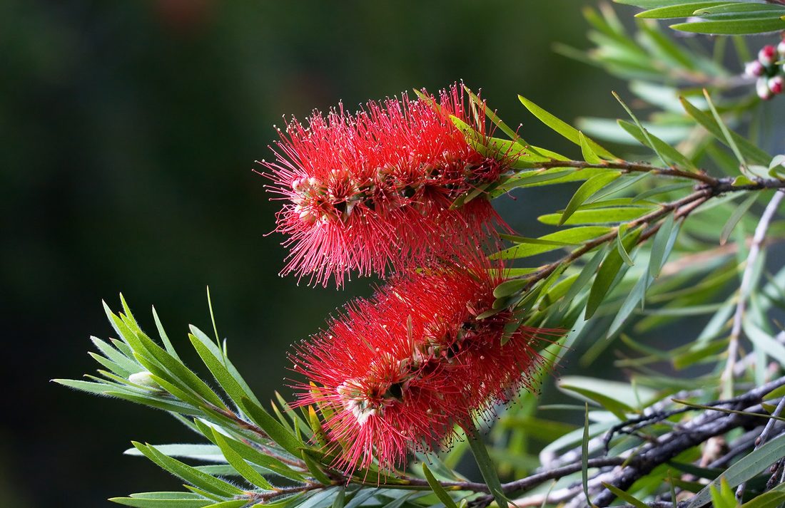 Callistemon citrinus (Callistemo)
