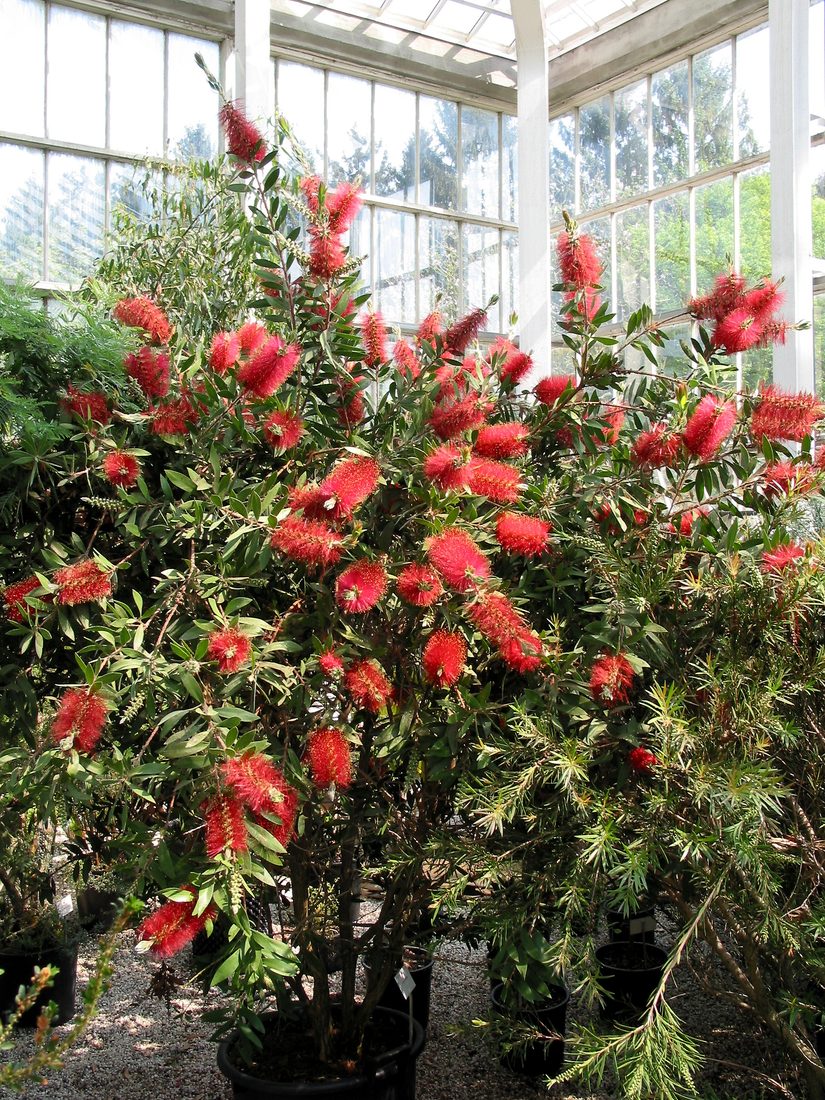 Callistemon citrinus splendens (Callistemo)