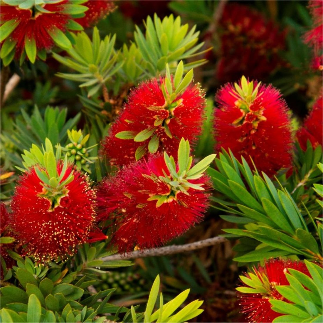 Callistemon laevis (Callistemo)