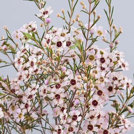 Camaelaucium orchid (Fiore Di Cera)