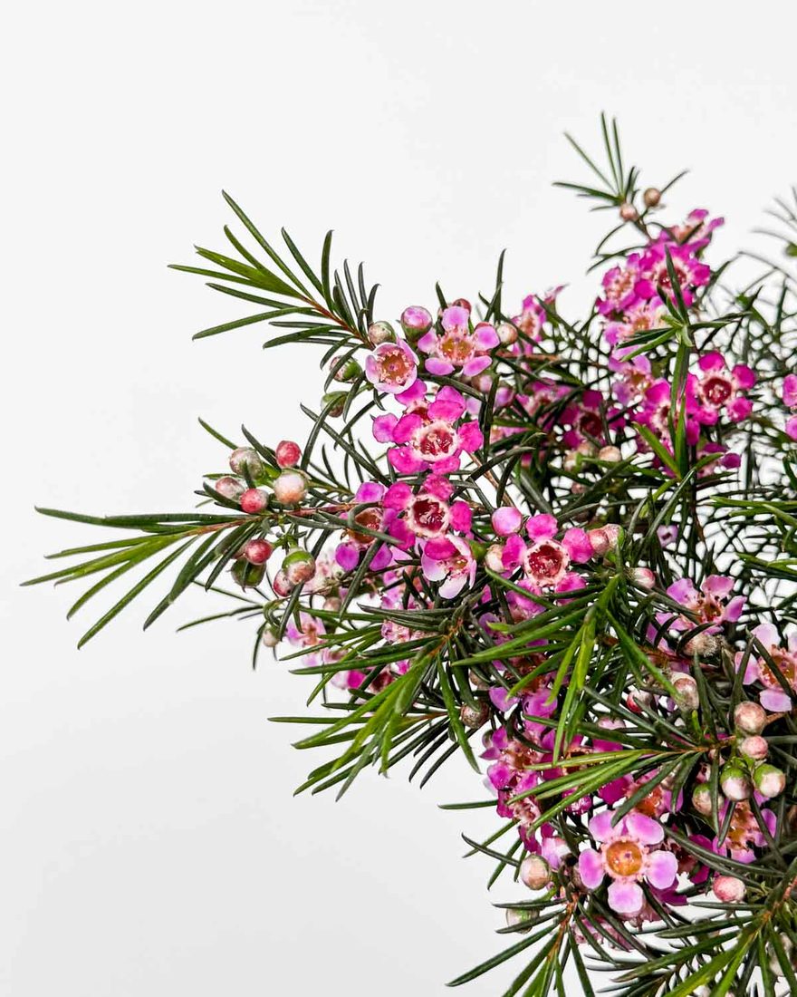 Camaelaucium violet (Fiore Di Cera)