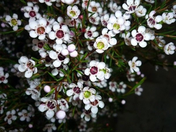 Camaelaucium wax flower snow (Fiore Di Cera)