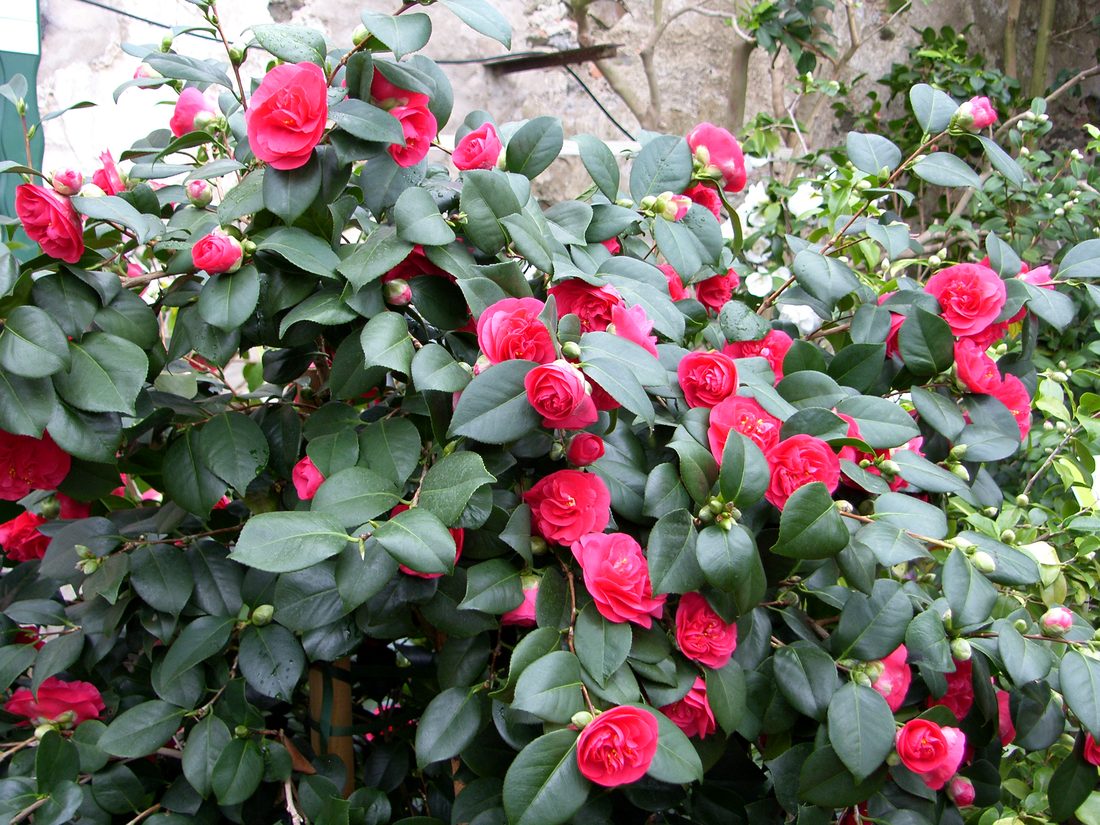Camellia japonica (Camelia)