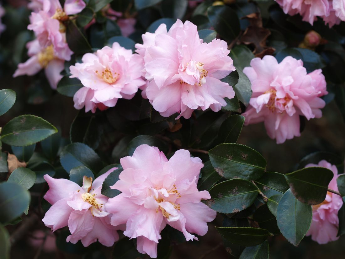 Camellia sassanqua (Camelia)
