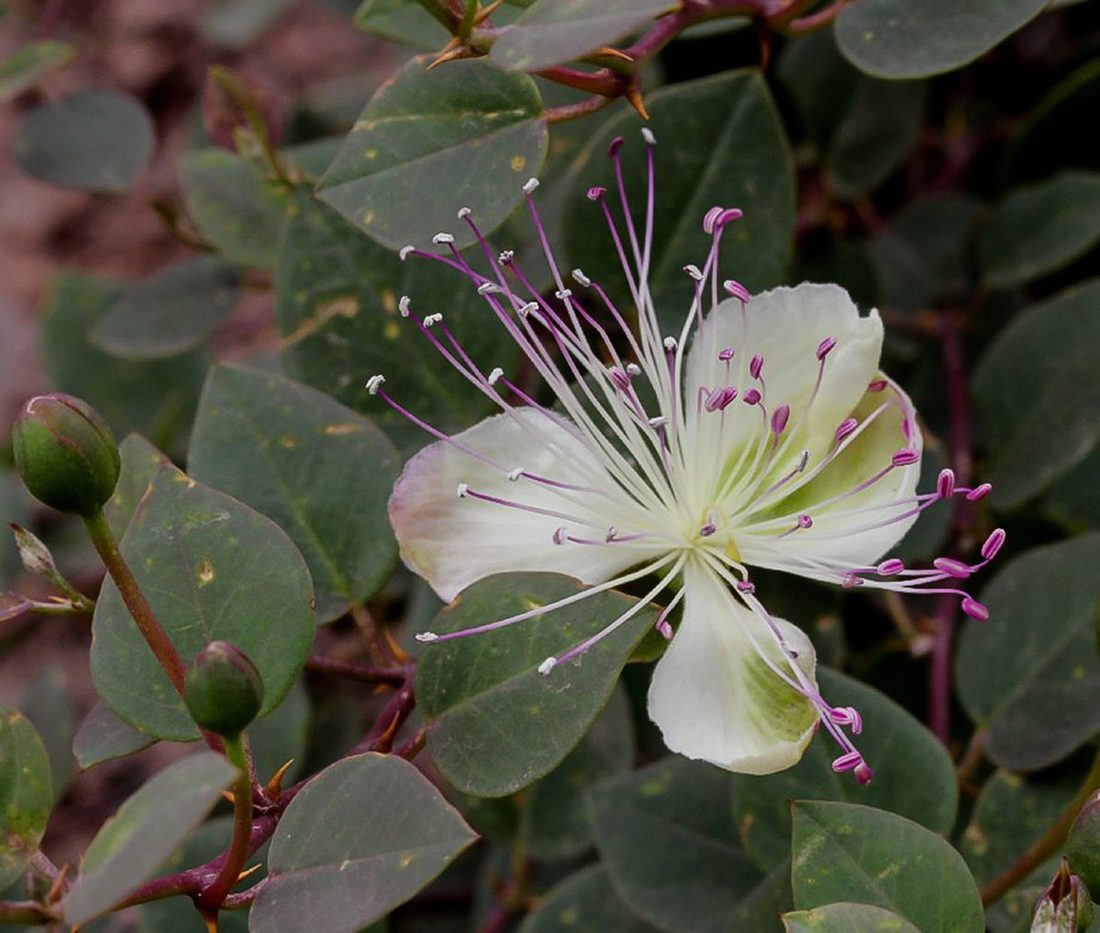 Capparis inermis (Cappero)