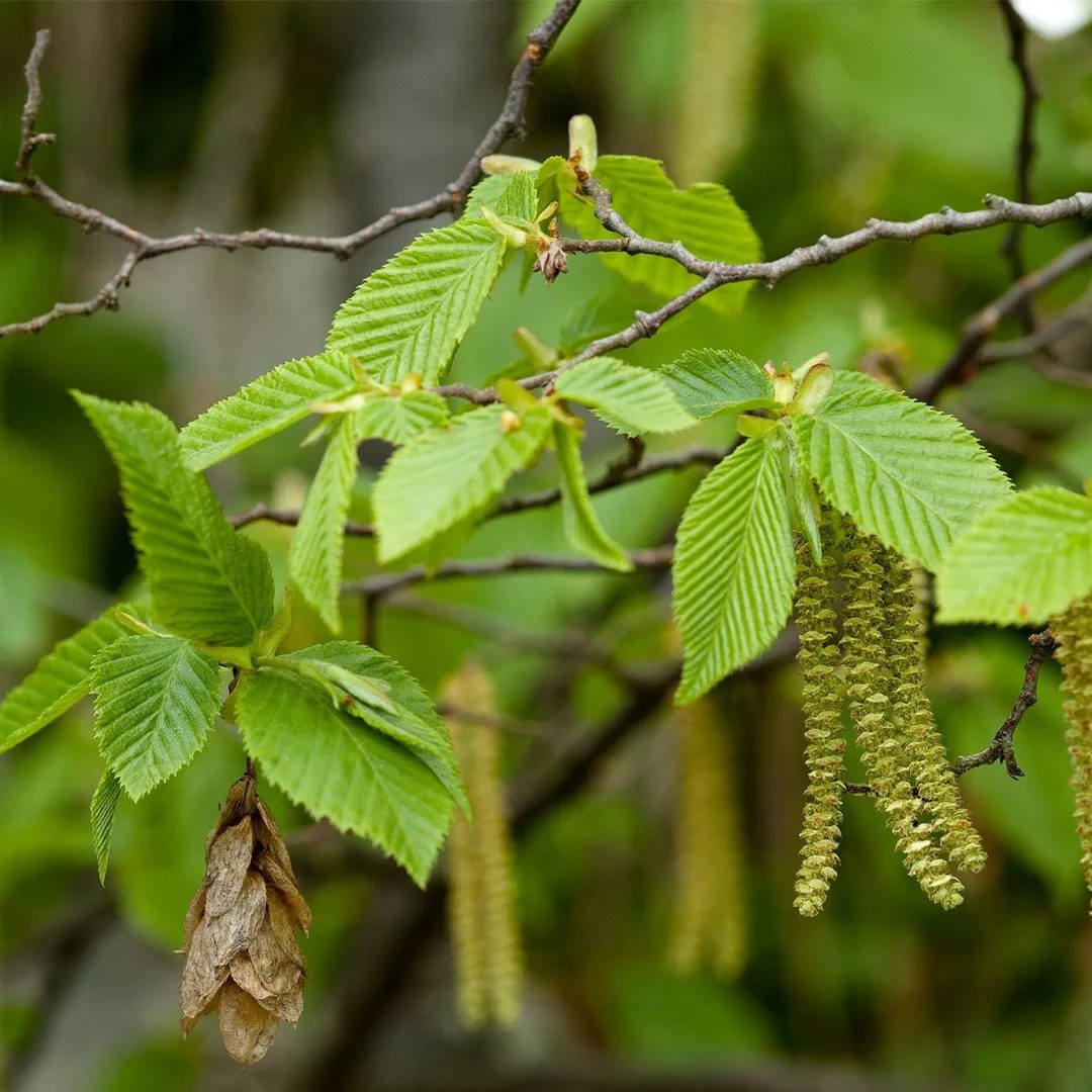 Carpinus betulus (Carpino)