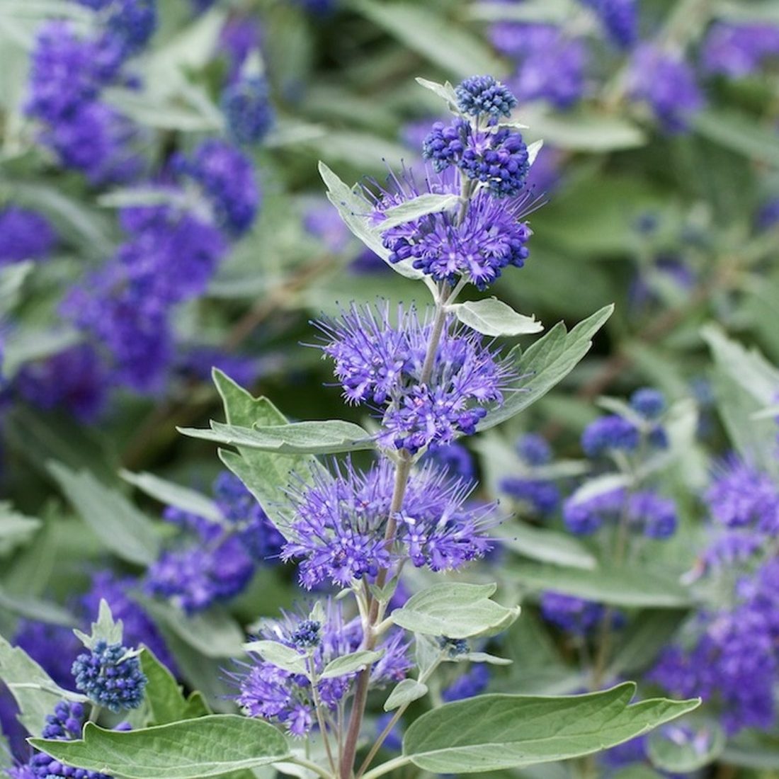 Caryopteris clandonensis (Caroiopteris)