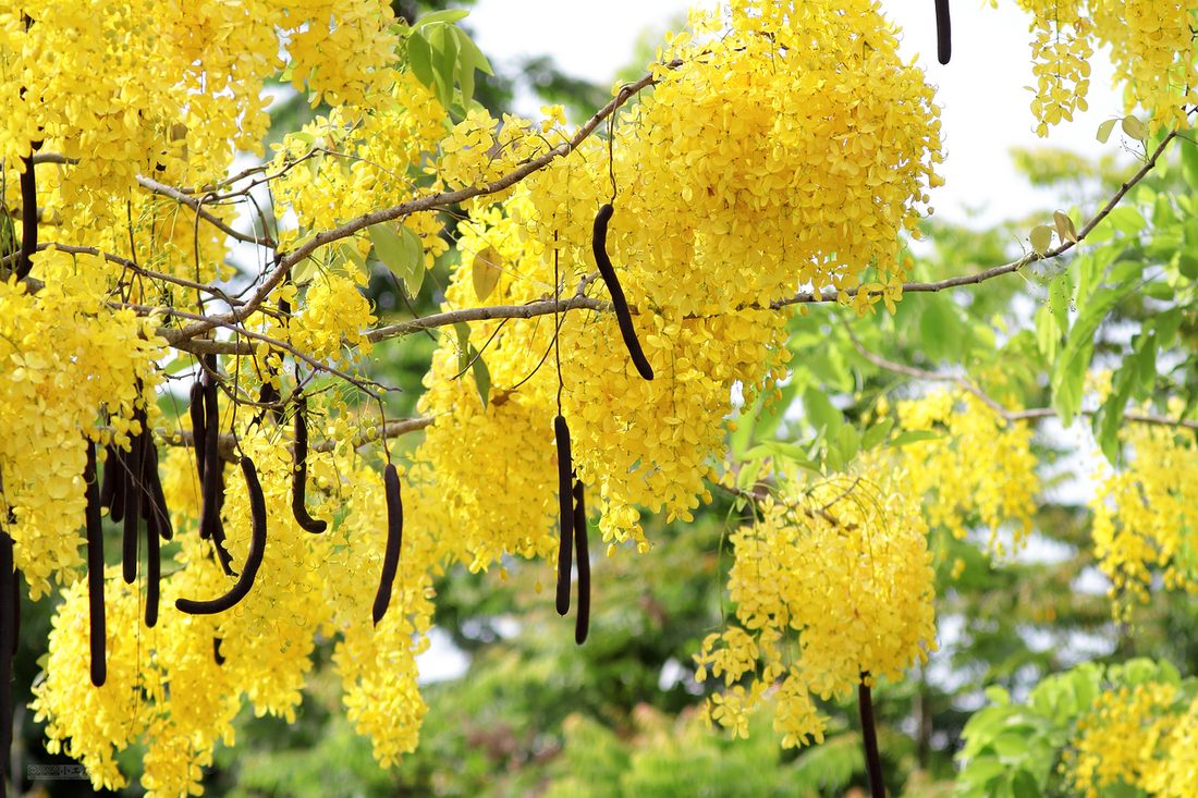 Cassia fistula (Senna)