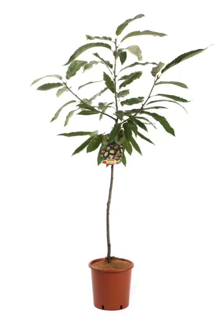 Castanea sativa marrone (Castagno)