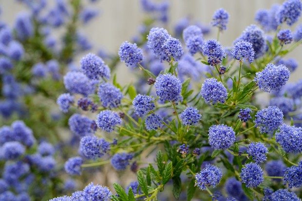 Ceanothus autumnal blue