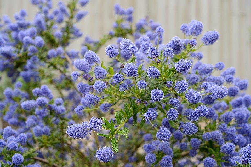 Ceanothus concha