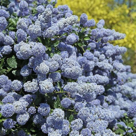 Ceanothus gloire de versailles