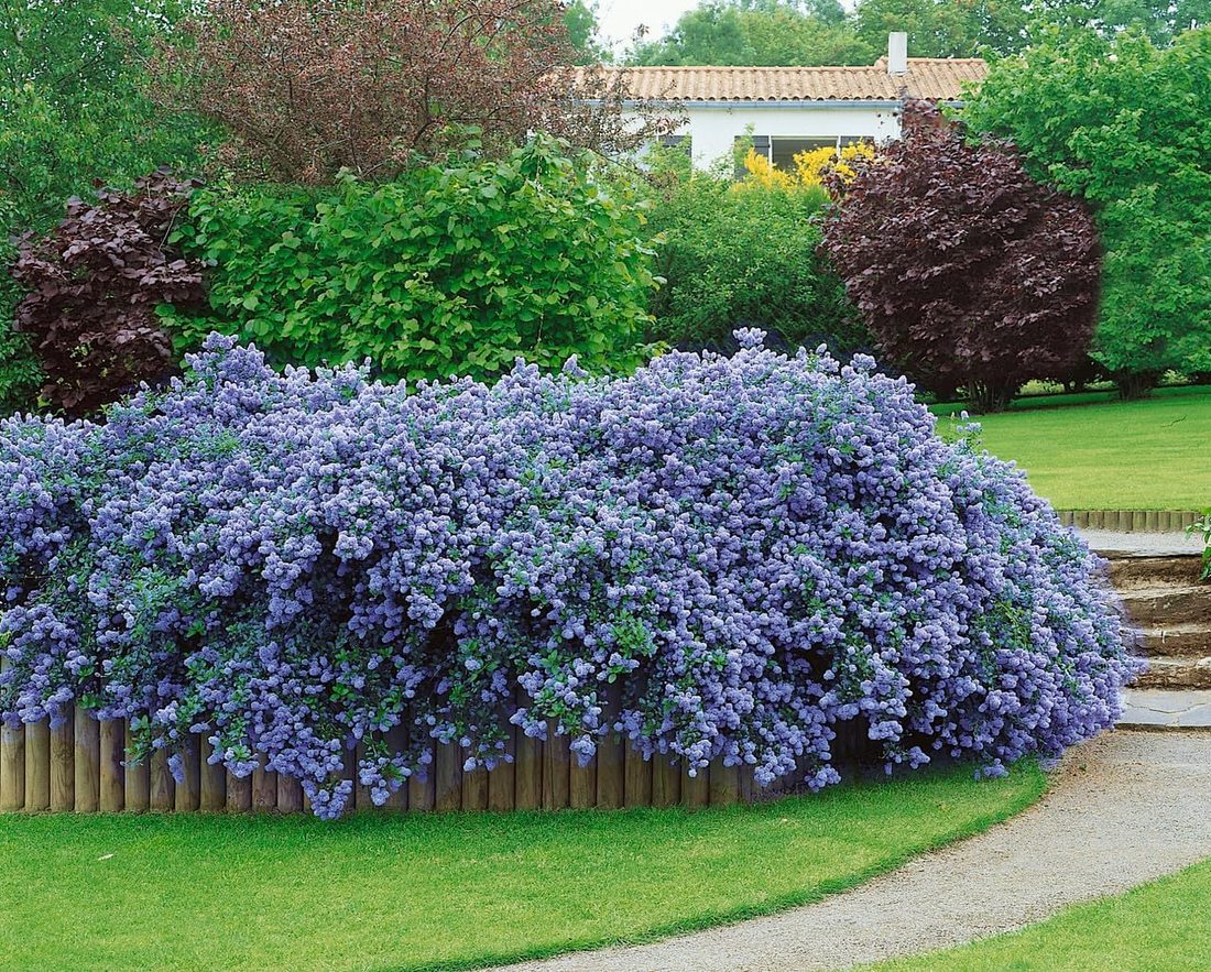 Ceanothus thyrsiflorus repens