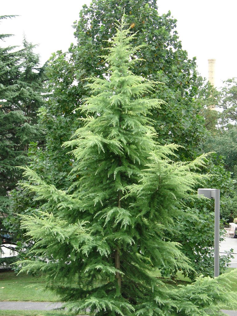 Cedrus deodara (Cedro Del Himalaya)