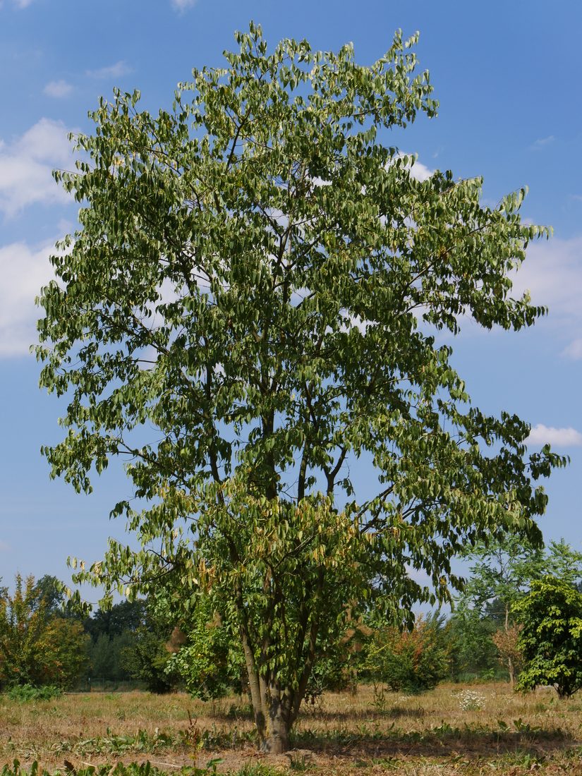 Celtis australis (Bagolaro - Spaccasassi)