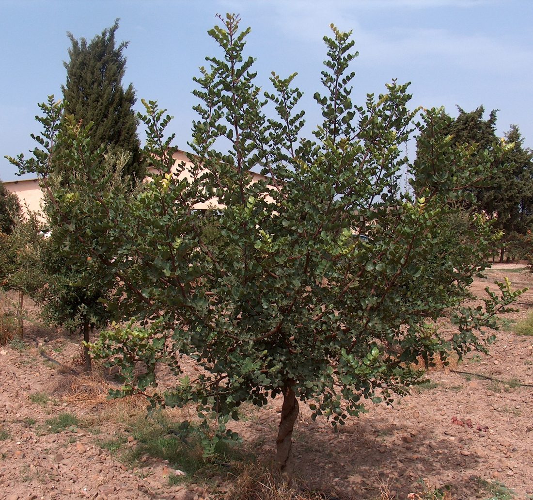Ceratonia siliqua (Carrubo)