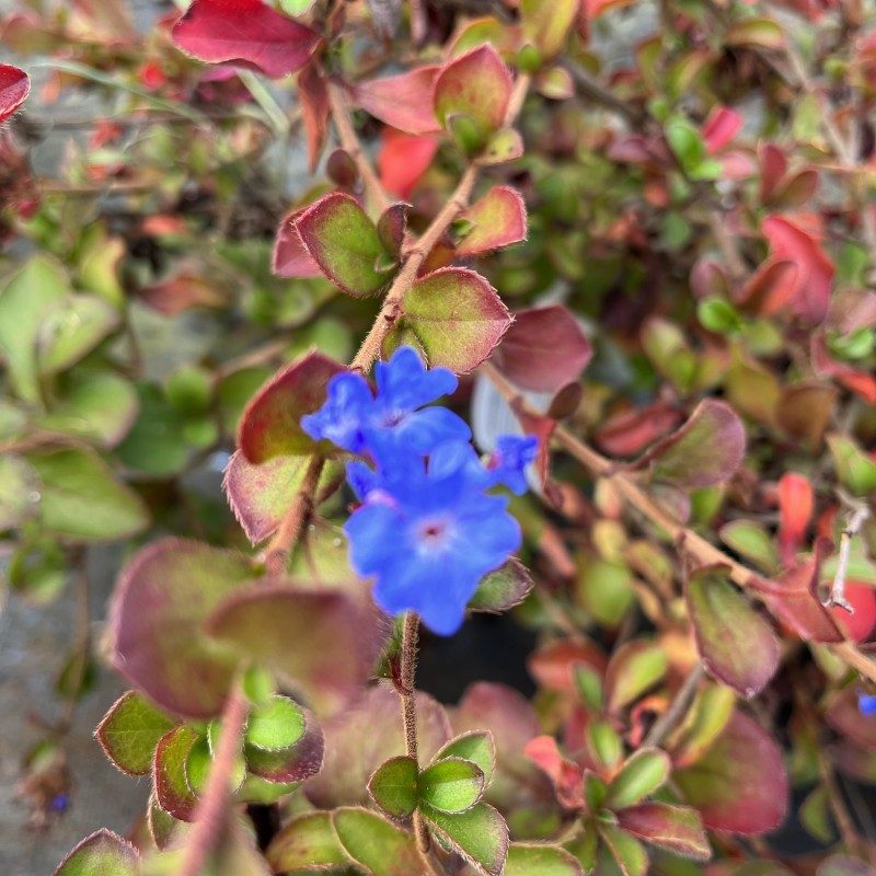 Ceratostigma griffithii (Plumbago Griffithi)
