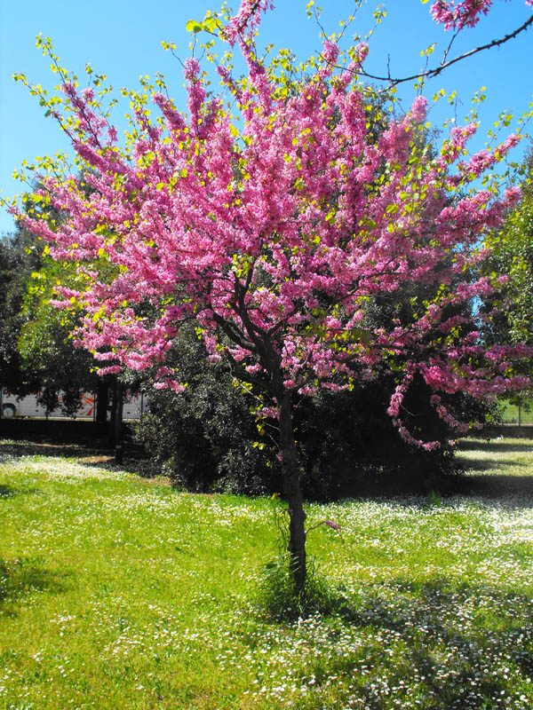 Cercis siliquastrum (Albero Di Giuda)
