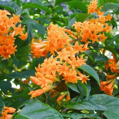 Cestrum aurantiacum