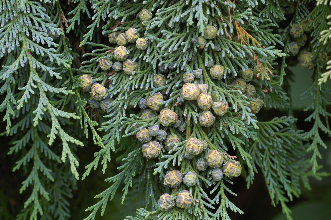 Chamaecyparis lawsoniana (Cipresso D'America)
