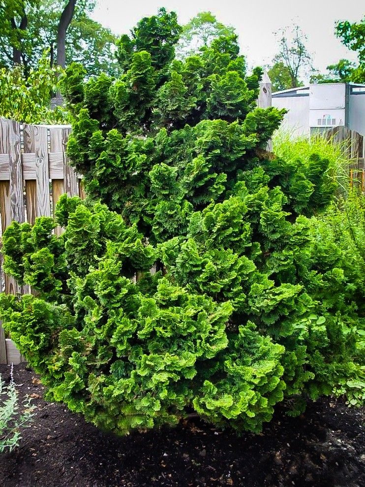 Chamaecyparis obtusa nana gracidis (Cipresso Di Hinoki)
