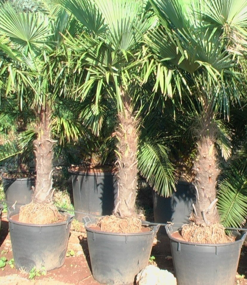 Trachycarpus fortunei (chamaerops excelsa)