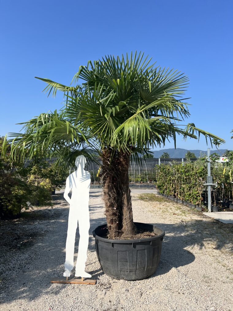 Chamaerops exclelsa (Palma Italiana)