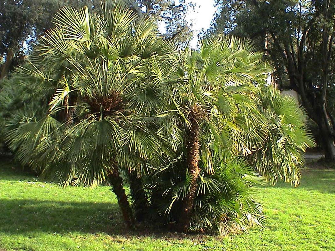 Chamaerops humilis (Palma Italiana)