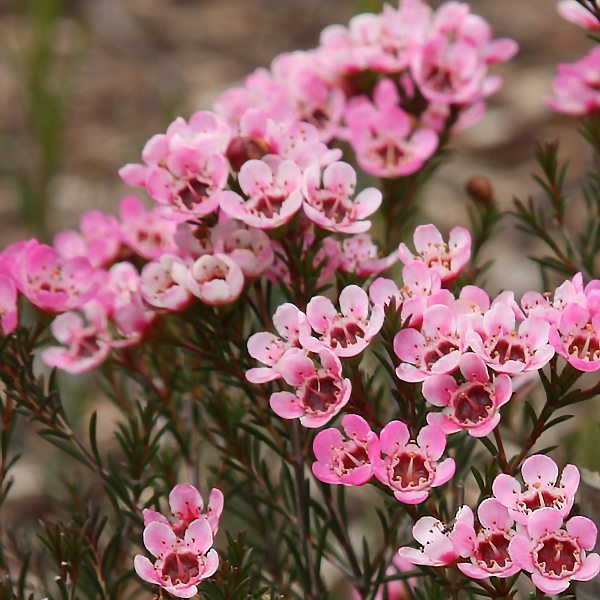 Chamelaucium uncinatum