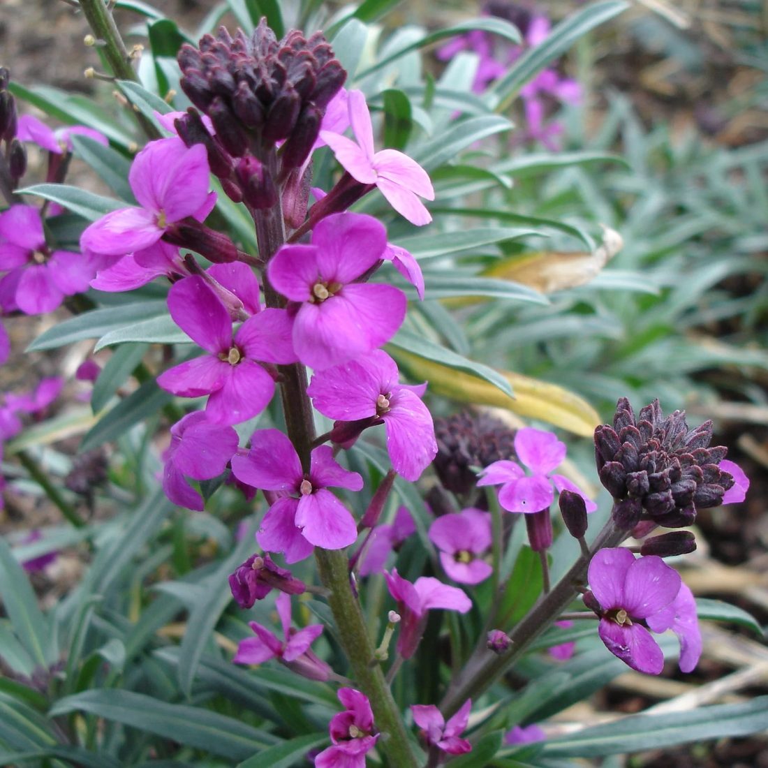 Cheiranthus bowles purple