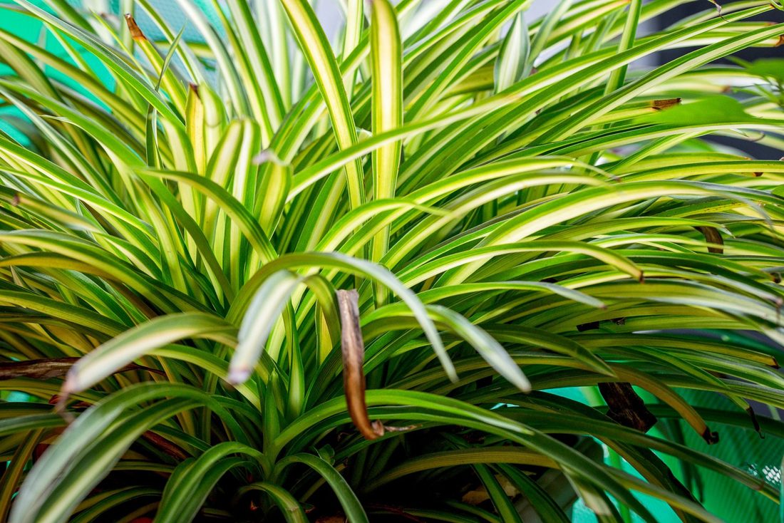 Chlorophytum comosum
